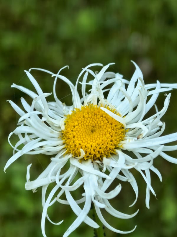 Macro garden shots: flowers, buds, and a grasshopper up close