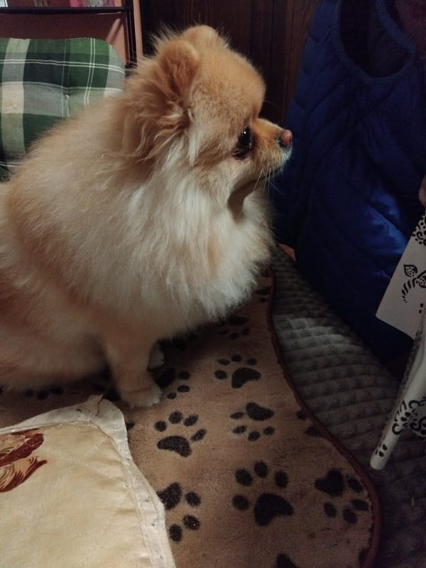 Pomeranian dog naps documented in Apriltsi home setting