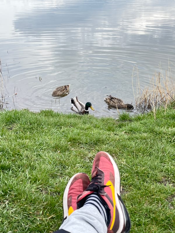 Quiet lakeside duck watching session captured in Kostinbrod, Bulgaria