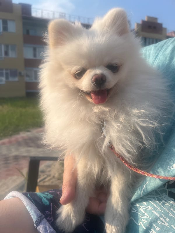 Chilling on a park bench with a Pomeranian on a sunny day