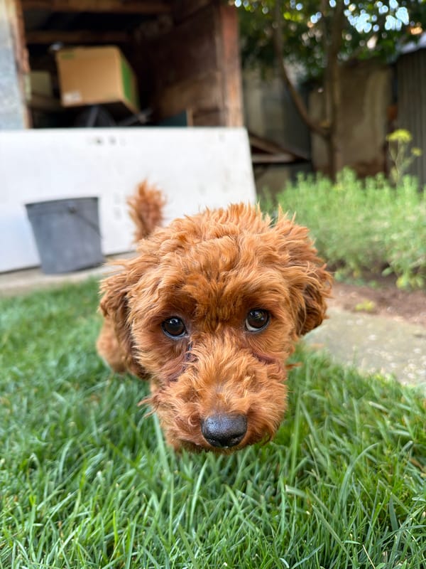 Event