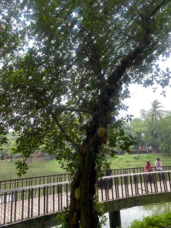 Morning park scenes captured in Dhaka's green spaces
