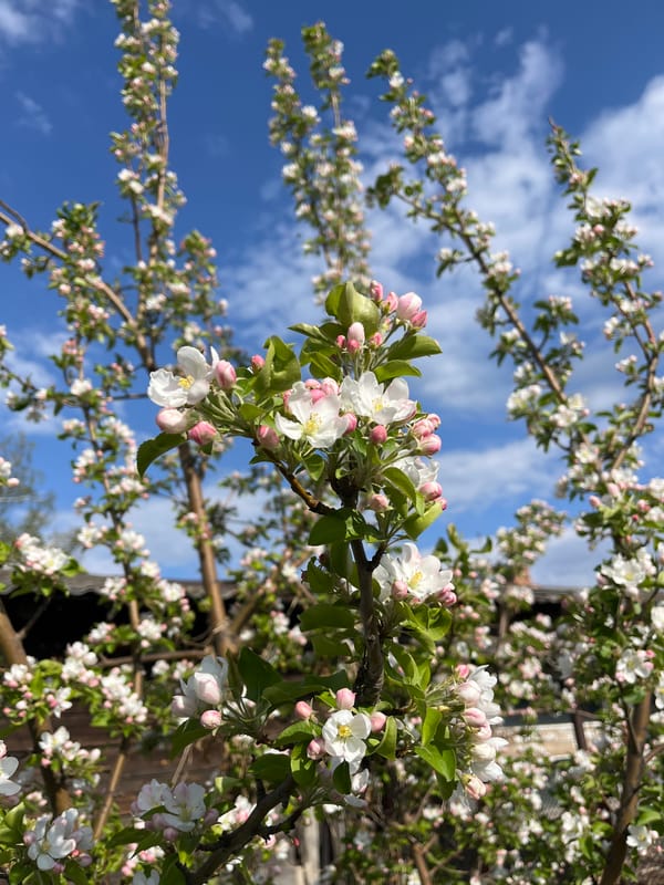 Apple trees bloom in rural Russian village