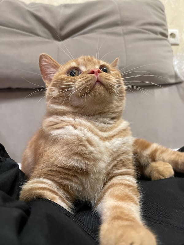 Orange tabby cat up close in Kommunarka, Russia
