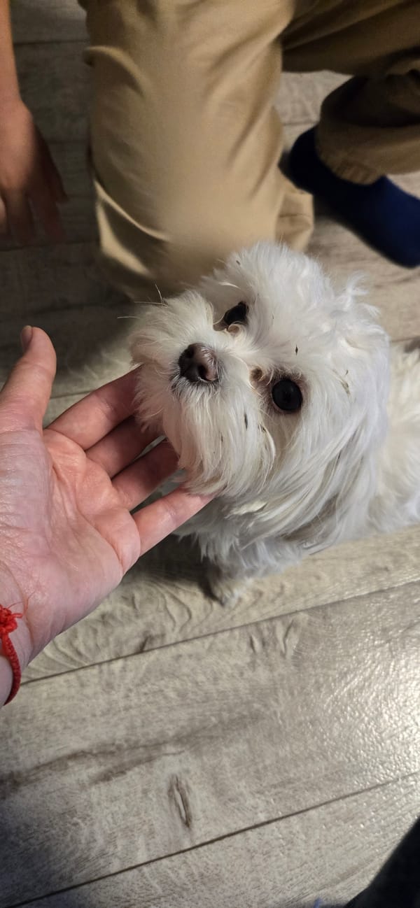 Afternoon with a fluffy white dog in Tujmazy, Russia