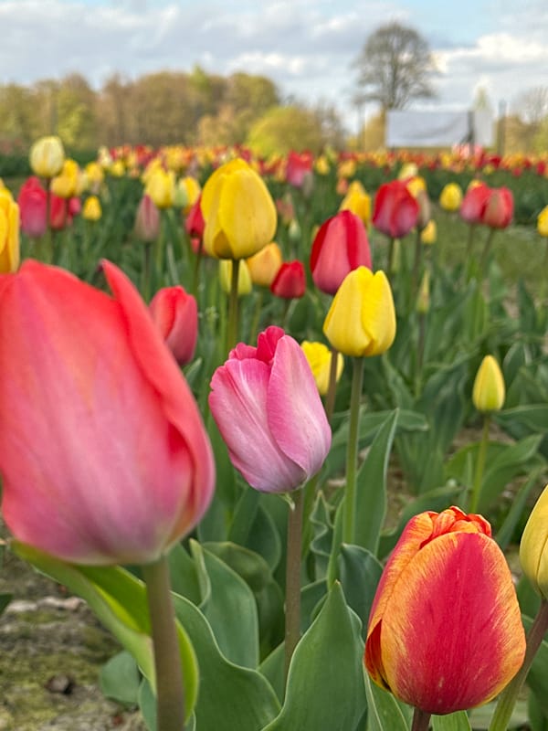 Colorful tulip field blooms captured in Melle, Germany