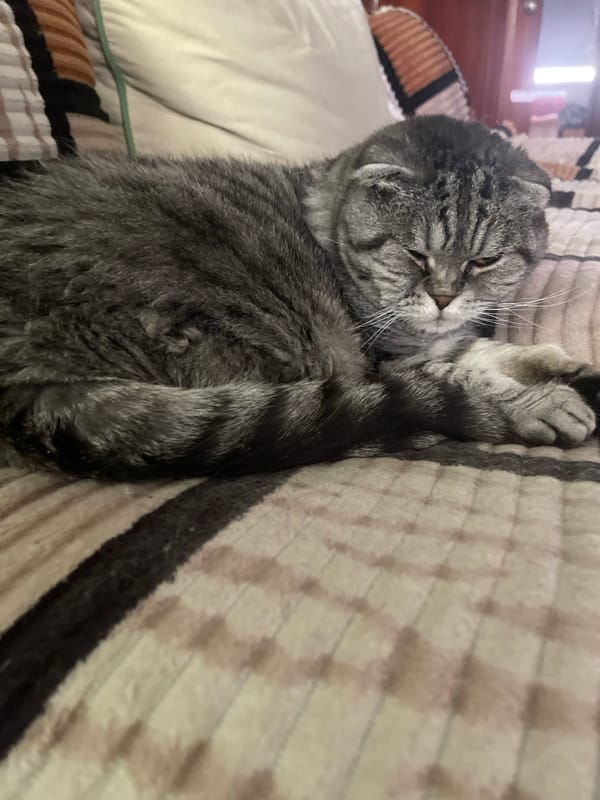 Gray tabby cat deep asleep on purple blankets at home