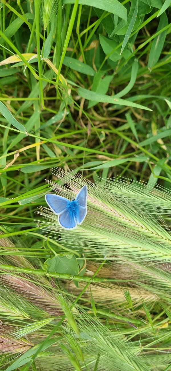 Blue butterfly spotted on wheat in Ukrainian field