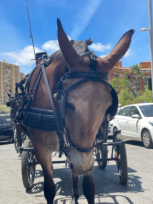 Horse-drawn carriage procession rolls through Algeciras on a sunny morning