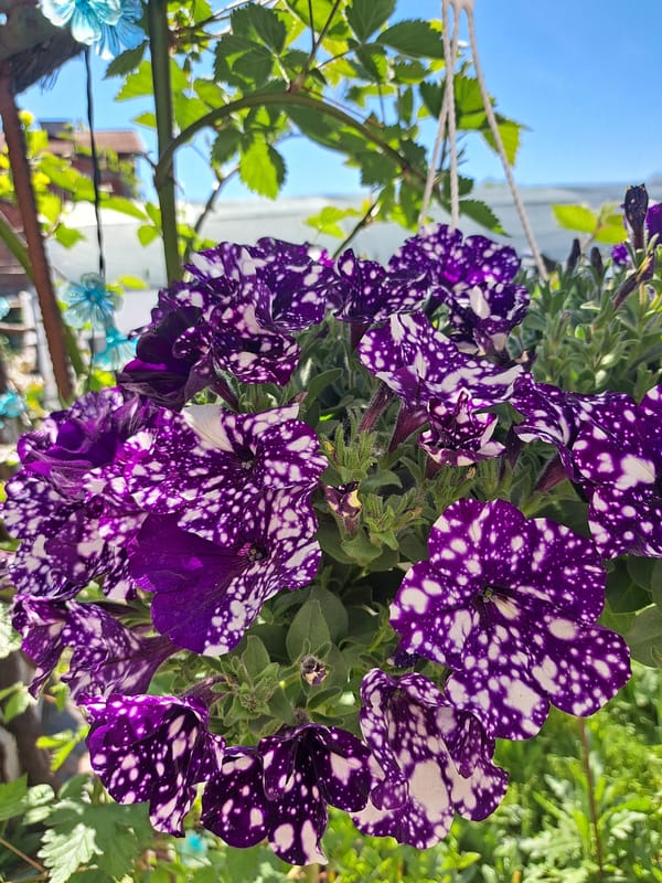 Woman photographs herself and petunias during morning routine