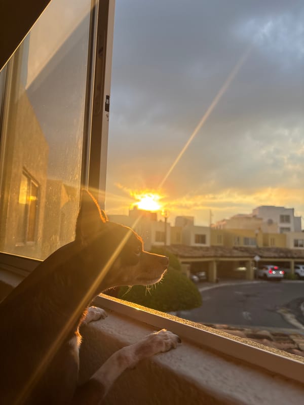 Dog watches dramatic sunrise from window in Puebla