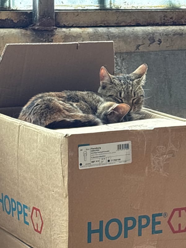 Tabby cats sleep in cardboard boxes in Bulgaria