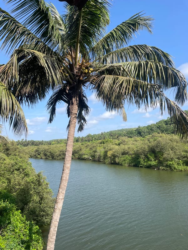 Coconut palms and green water along a Marna riverbank