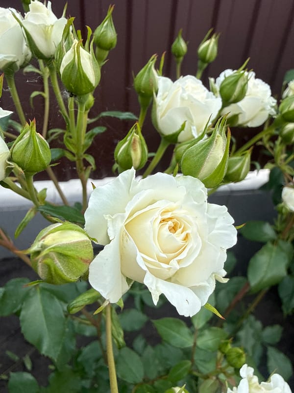Morning in Hraniv: flowers, stormy skies, and coffee