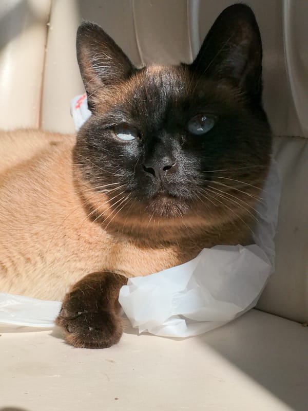 Siamese cat naps under a plastic bag indoors in Russia