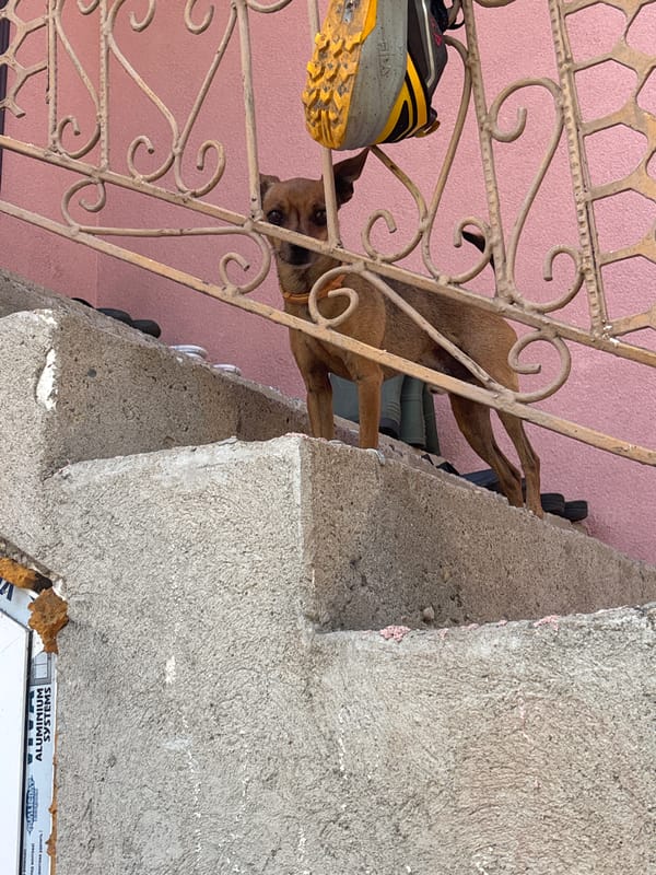 Dog peers through ornate fence in Bulgarian village