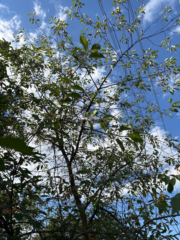 Trees, berries, and open sky in rural Belarus