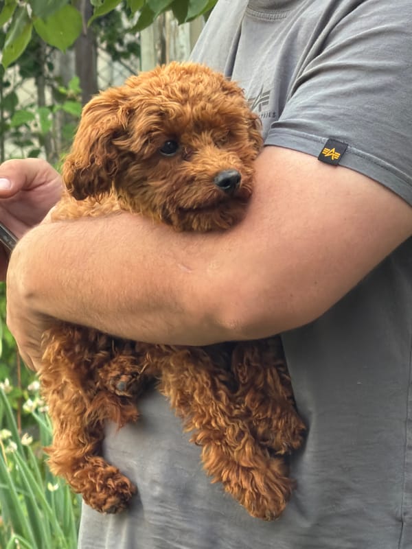 Poodle puppy playtime and cuddles in Sofia