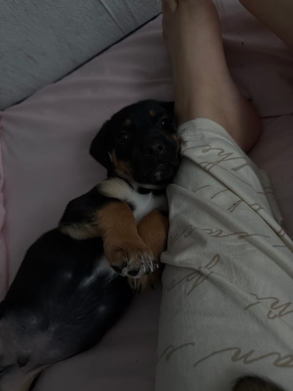 Puppies Sleep and Play During Quiet Morning in Birobidzhan
