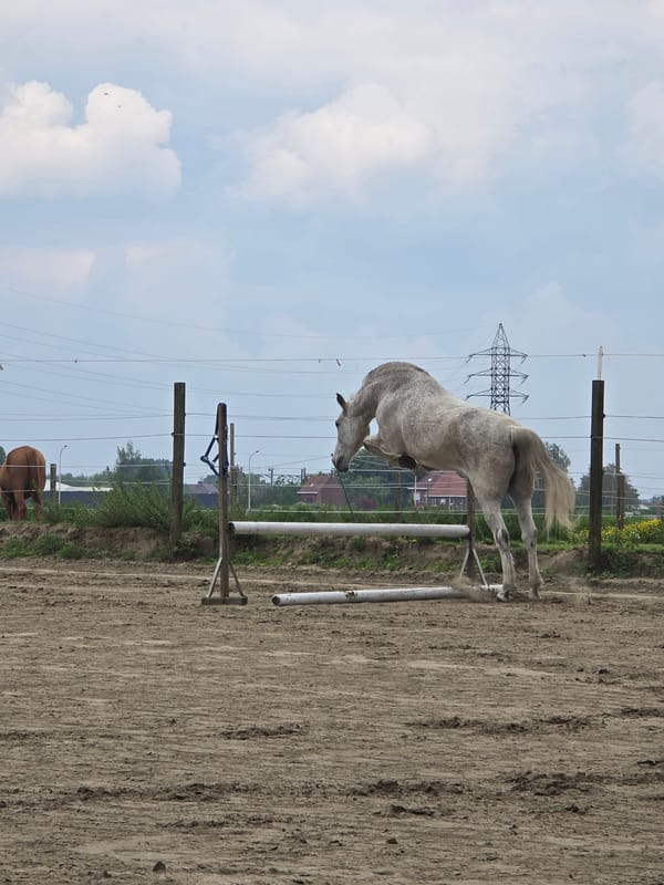 Horse jumping training session observed in Belgian equestrian arena