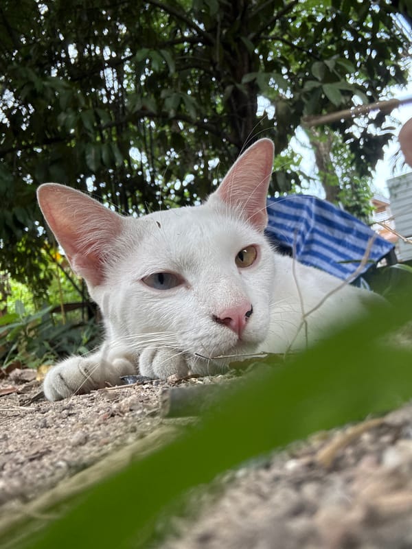 Odd-eyed white cat lounging in the dirt on Koh Phangan