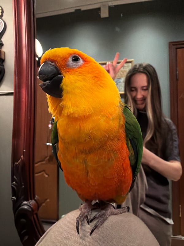 Birthday party with family and pet parrot in Khimki
