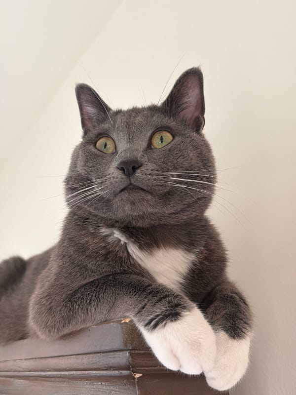 Chilling at home with cats on a sunny afternoon