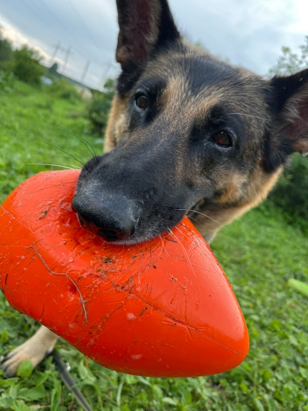 Dogs fetch frisbees in a Nizhny Tagil field, burgers on the side