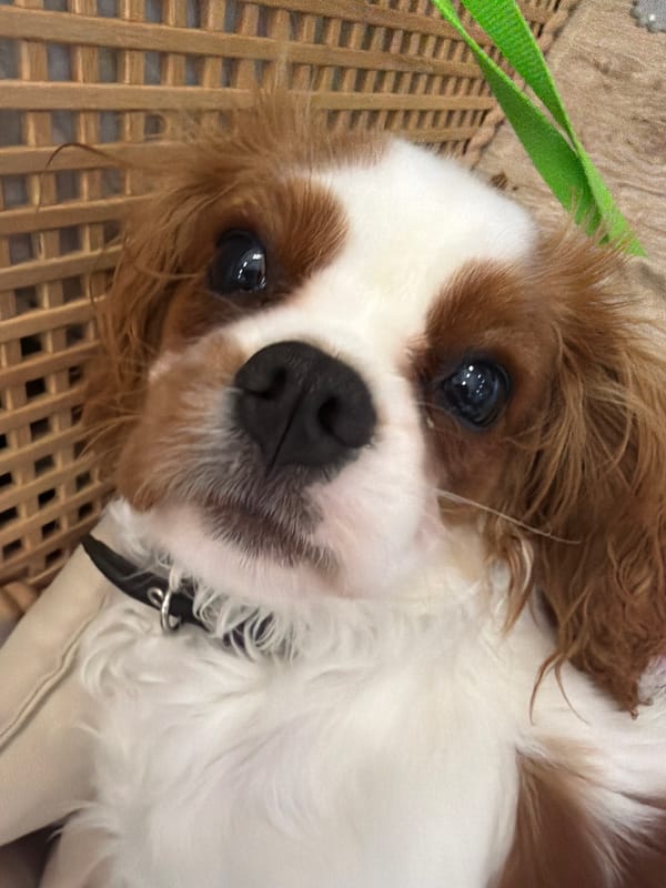 Cavalier King Charles Spaniel puppy in a casual home photo session