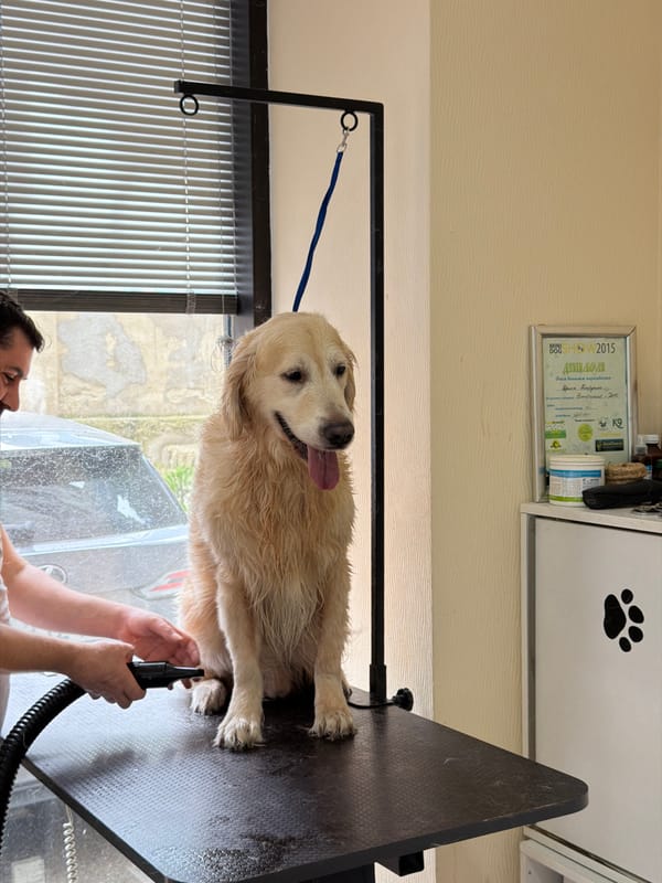 Golden Retriever receives professional grooming service in Tbilisi salon