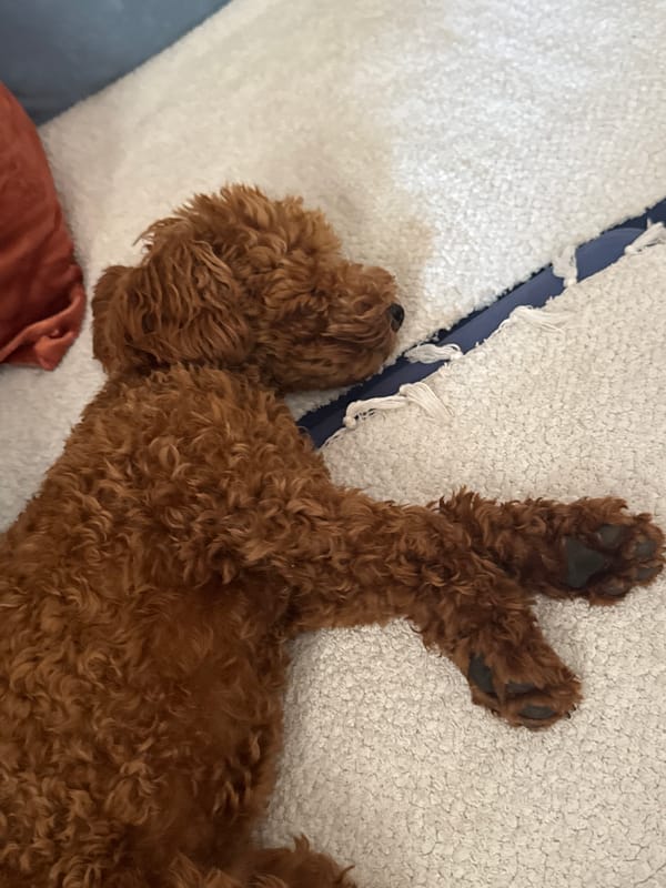 Quiet domestic scene: sleeping dog and religious icons in Montenegro home