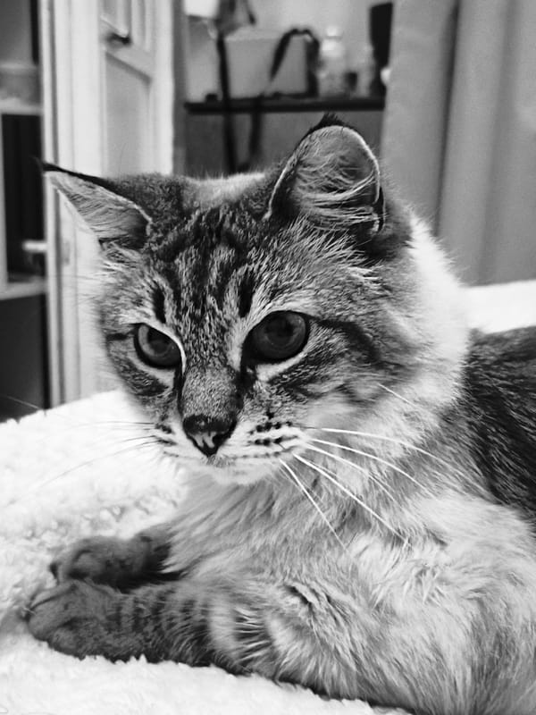 Cats photographed during morning playtime in Sevastopol home