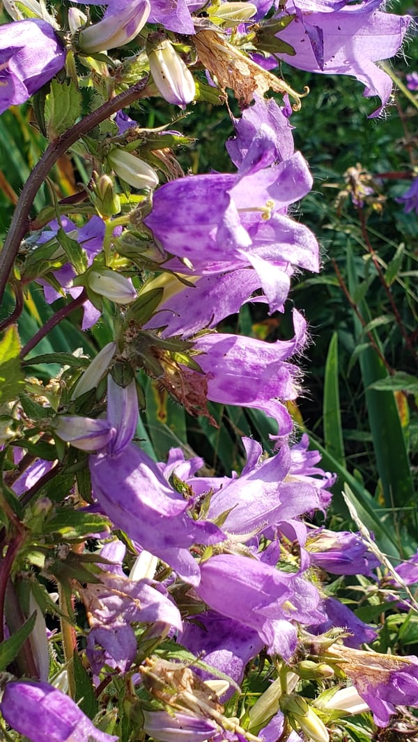 Wildflowers, shrines, and staircases on a Prešov morning walk.