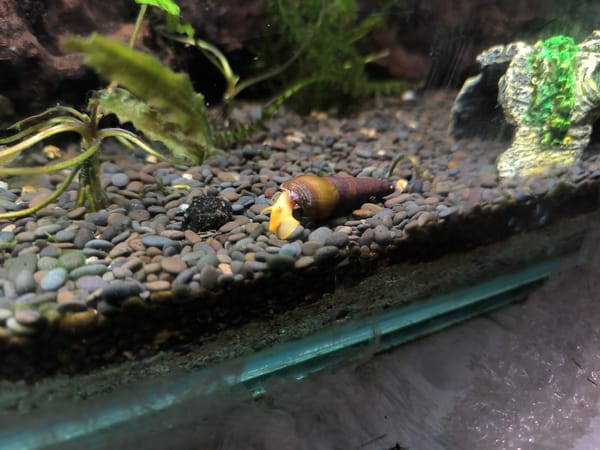 Peaceful pet moments captured in evening domestic setting