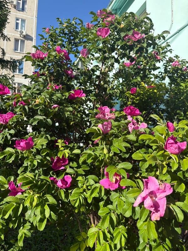 Pink flowering bush blooms in urban setting