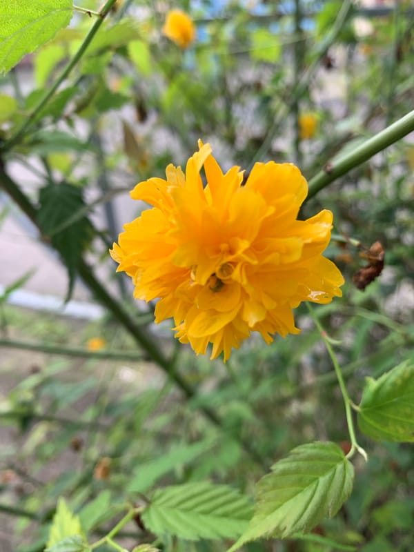 Spring blooms and park life captured in 90-minute window