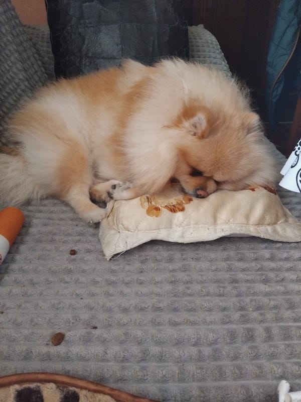 Pomeranian naps peacefully on couch in Bulgarian town