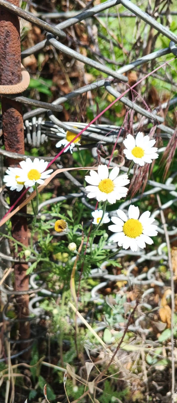 Garden blooms and tending in Smila, Ukraine