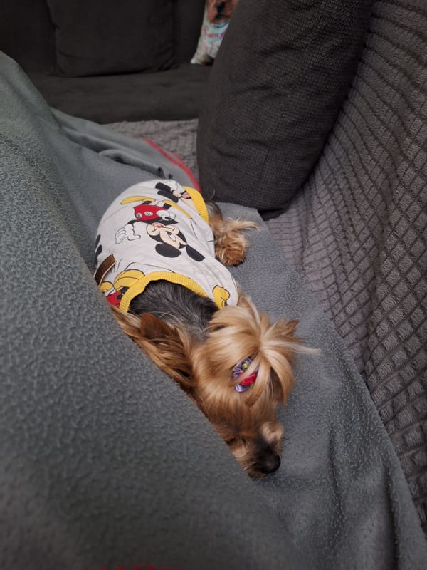 Yorkshire Terrier rests peacefully indoors in Montana, Bulgaria