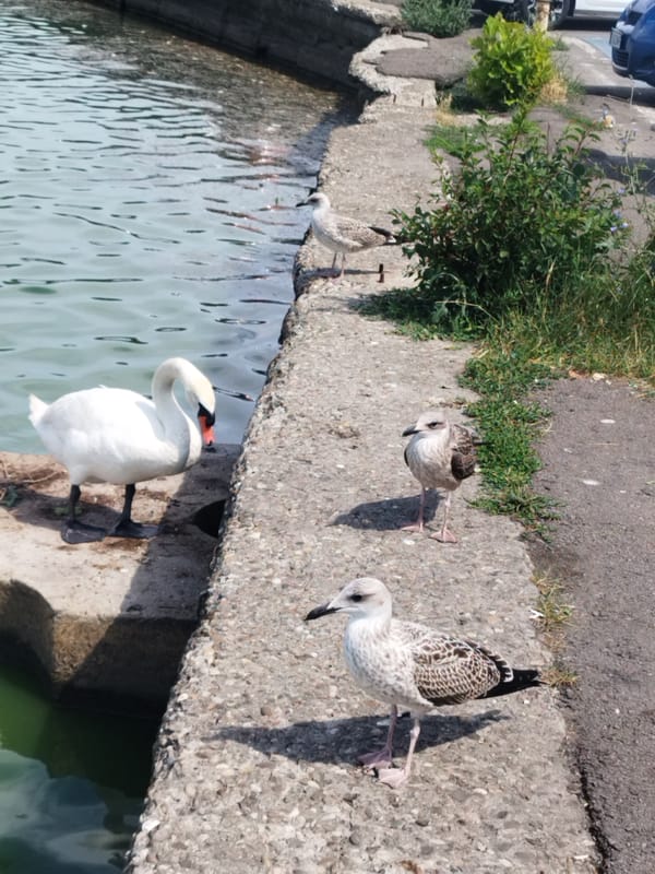 Swans and wildlife along the Constanța waterfront