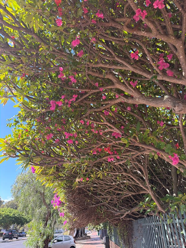 Morning scenes documented across Cape Town neighborhoods and coastline