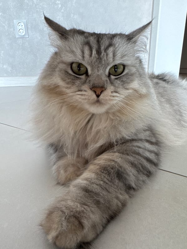 Russian family enjoys morning moments with cats at home