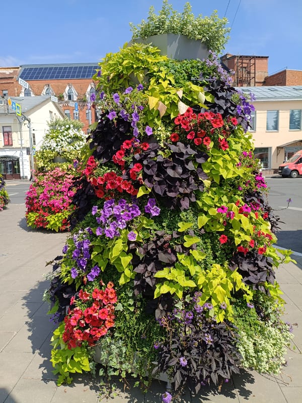 Street art, bear statues, and summer blooms in central Yaroslavl