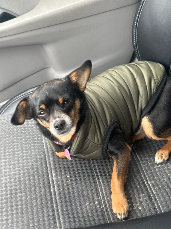 Small dog in green vest spotted in car near Kyiv apartments