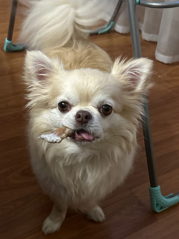 Moskovskiy high-rises, a park path, and a treat-holding dog