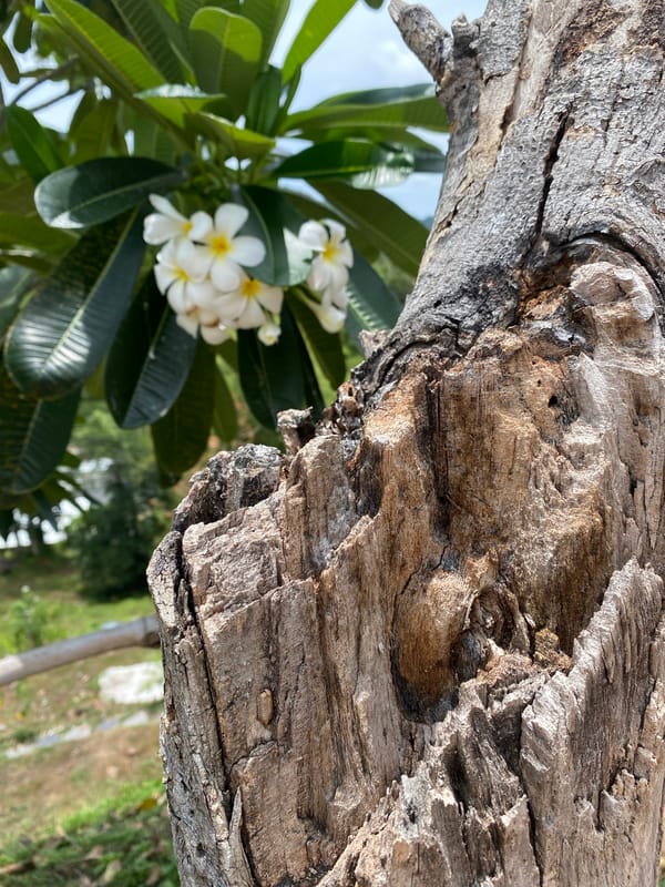 Morning observations of fish, flora, and pets in Thailand