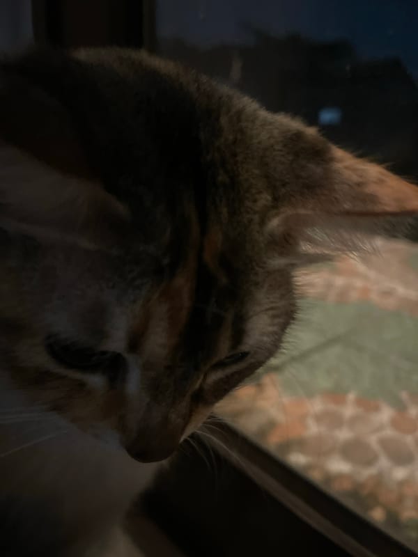 Cats, coffee, and a slow morning at home