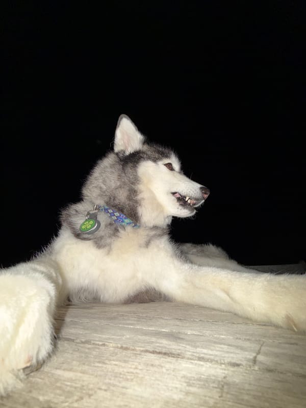 Evening moments with husky captured in French coastal town