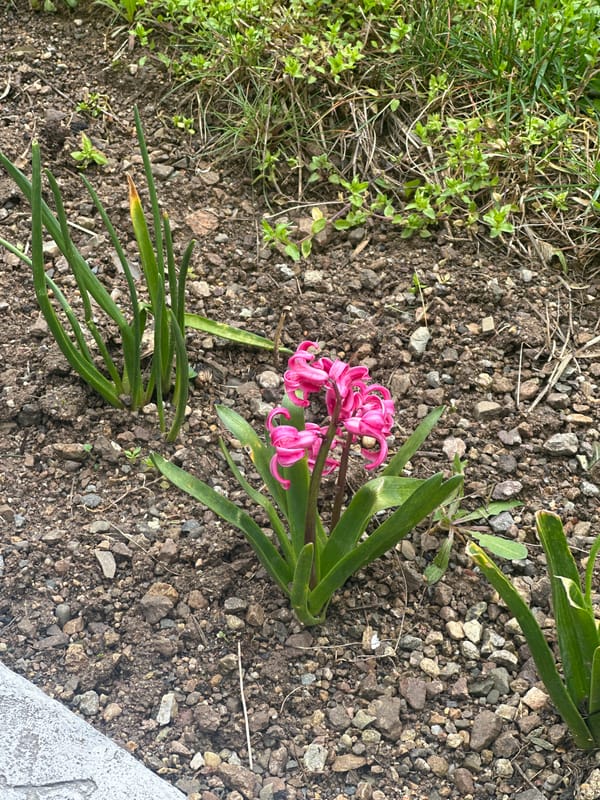 Pink hyacinth blooms in gravelly soil in Sliven