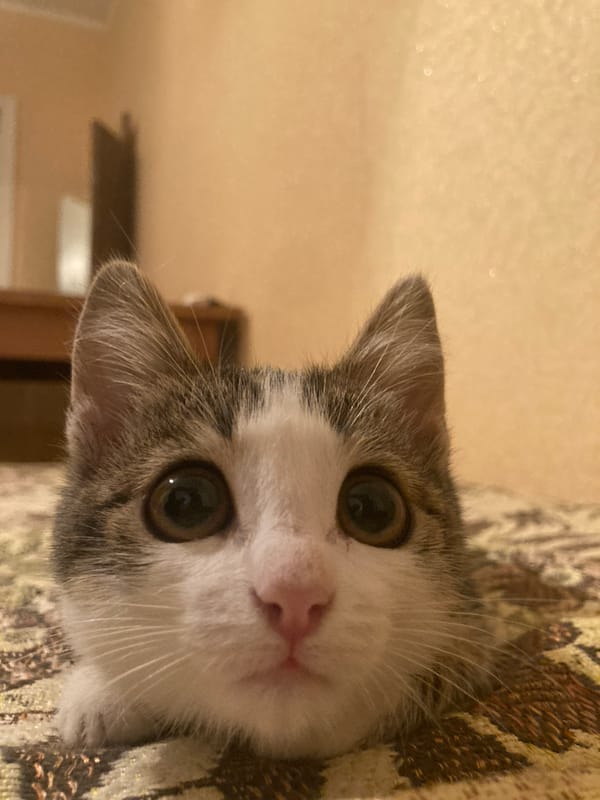 Cats doing cat things around the house